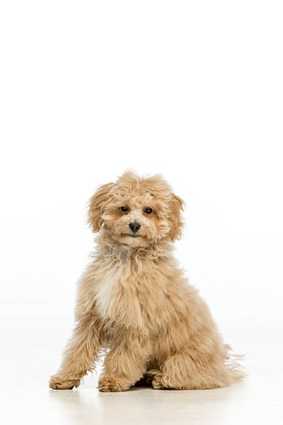 istock Maltipoo puppy on white background 2214216807