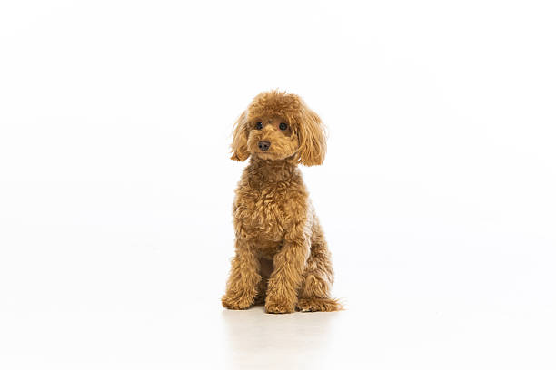 istock Maltipoo puppy on white background 2214216808