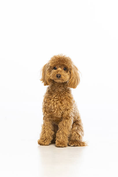 istock Maltipoo puppy on white background 2214216809