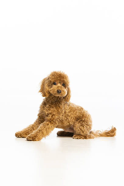 istock Maltipoo puppy on white background 2214216830