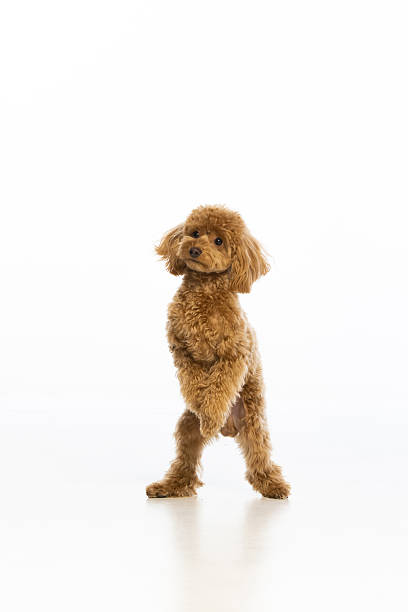 istock Maltipoo puppy on white background 2214216848