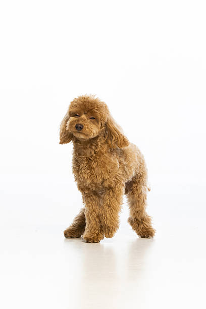 istock Maltipoo puppy on white background 2214216868