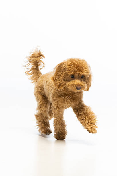 istock Maltipoo puppy on white background 2214216894