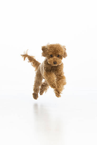 istock Maltipoo puppy on white background 2214216899