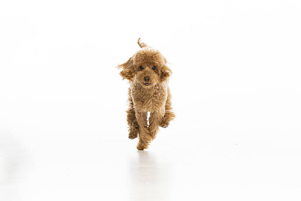 istock Maltipoo puppy on white background 2214216900