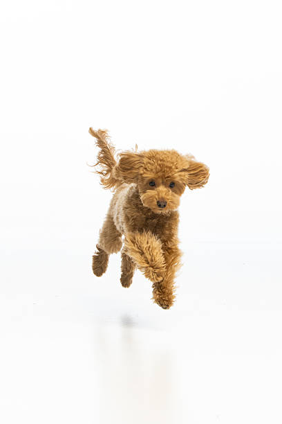 istock Maltipoo puppy on white background 2214216910