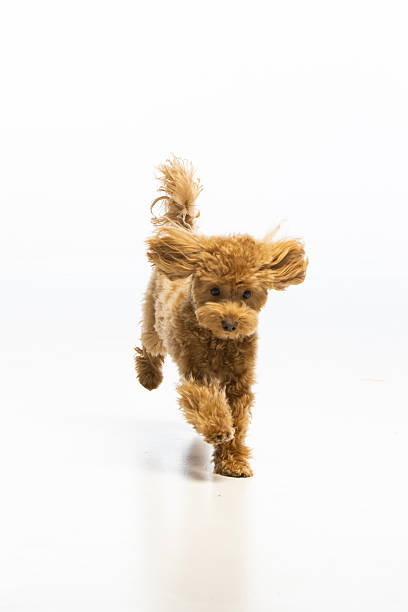 istock Maltipoo puppy on white background 2214216915