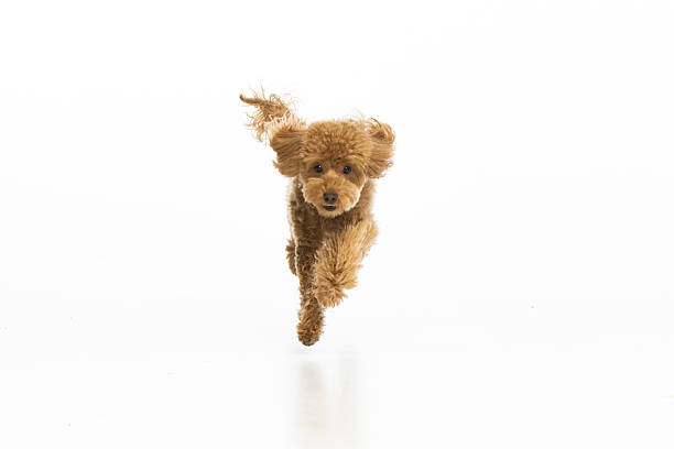 istock Maltipoo puppy on white background 2214216917