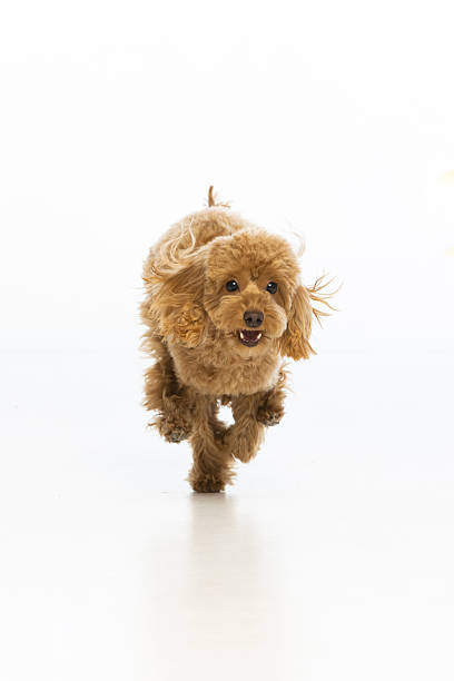 istock Maltipoo puppy on white background 2214216920