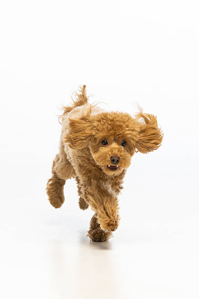 istock Maltipoo puppy on white background 2214216930
