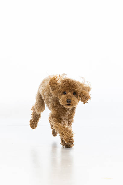 istock Maltipoo puppy on white background 2214216931