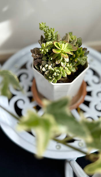 istock Succulent plant in flower pot with sunlight 2214216939