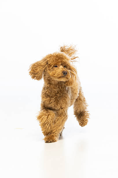 istock Maltipoo puppy on white background 2214216940