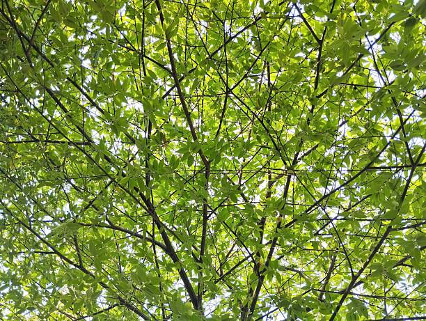 low-angle shot of a tree with sunlight shining through the branches