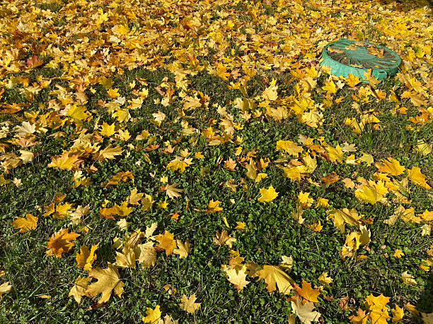 istock yellow maple leafs carpet at autumn dry sunny day 2214219071