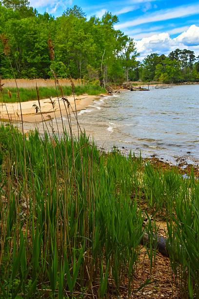 istock Chesapeake Bay shoreline view, southern Maryland 2214220223