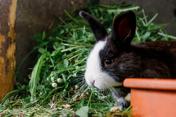 istock Baby rabbits in a rabbit hutch, cuniculus 2214220467