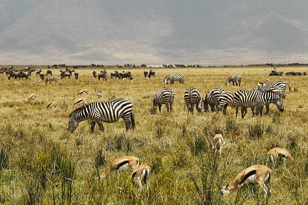 istock Tanzania Zebras 2214221198