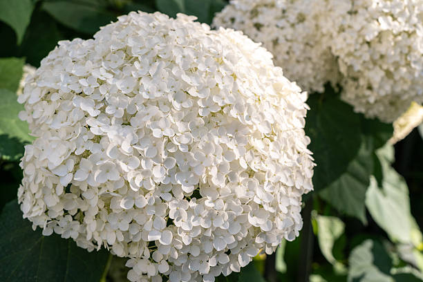 istock Hydrangea Flowers, Blooming White Hortensia, Hydrangea Paniculata Flower Closeup, Large Inflorescences 2214223810