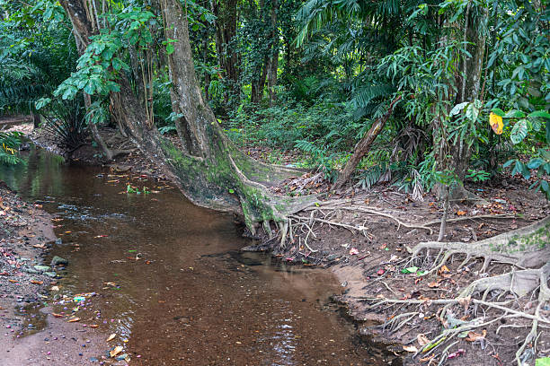 Shallow tropical stream in Seychelles jungle with exposed tree roots, muddy banks, and dense greenery