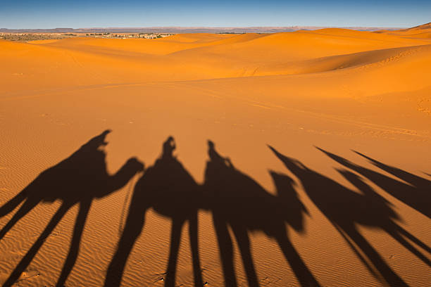 istock Silhouetted Camels Casting Shadows on Desert Sand During Sunset in Morocco 2214223856
