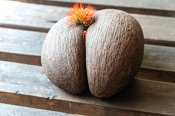 Coco de Mer seed from Seychelles, the world's largest seed with iconic double-lobed shape, placed on a wooden surface with a small exotic blossom for detail