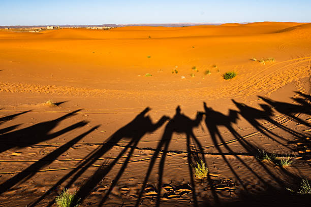Shadows of camels and riders stretching across golden sand dunes against a clear sky in the Sahara Desert, creating a tranquil sunset scene highlighting the beauty of Morocco's vast landscapes.