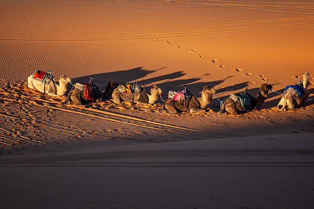 A group of camels equipped with colorful saddles taking a rest on the golden sands of the Sahara Desert. The warm sunlight accentuates the texture of the sand and the calm moment.