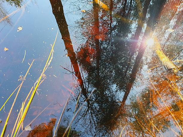 Tranquil freshwater lake in spring forest