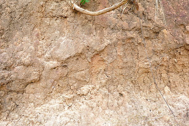 plants grow and natural soil cross section