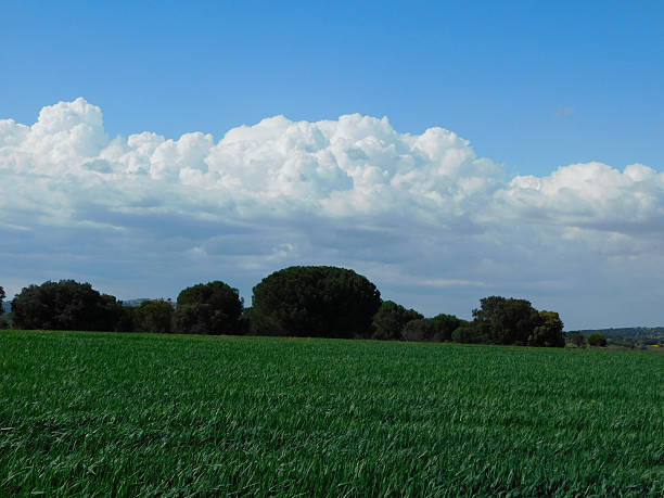 Green agricultural fields stretch into the distance, divided into sections of varying shades. Tall, fluffy cumulus clouds dot the blue sky overhead, casting soft shadows on the landscape. A line of trees marks the horizon, adding depth to the composition. The scene is brightly lit, emphasizing the lushness of the vegetation, typical of a clear, sunny day.