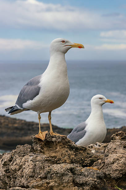 In the Sunset, a lone seagull soars with wings outstretched beneath a serene, pastel-toned sky. Sunlight highlights the bird’s feathers and wing tips as it glides above soft, blurred clouds, conveying freedom, calm, and open space. Minimalist composition with copy space ideal for travel, nature, and inspiration themes.
