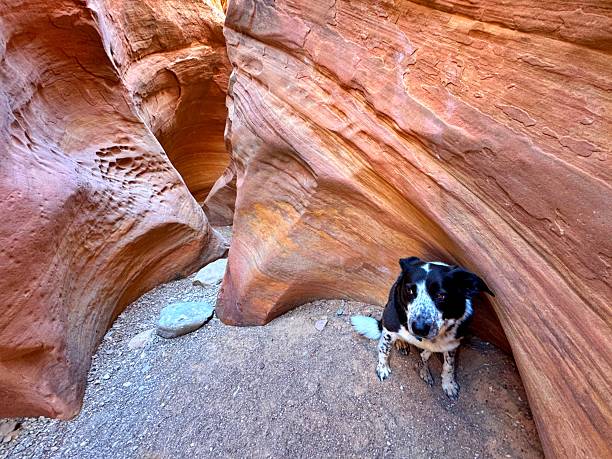 istock Border Collie in Slot Canyon 2214229309