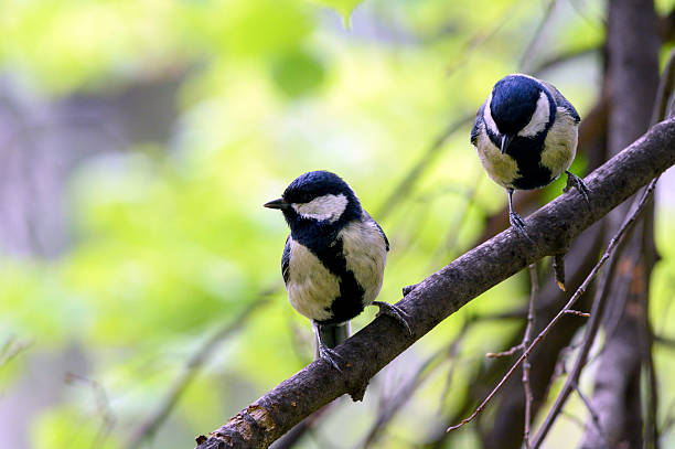 istock Great tit birds on a tree branch 2214229546