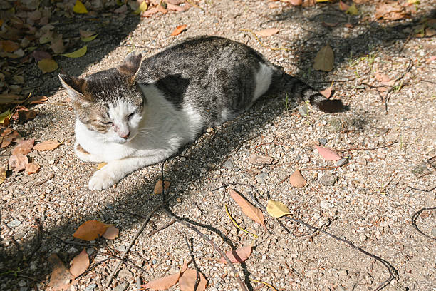 Cat snoozing at Okayama , Japan