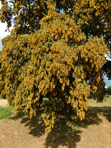 istock the blossom of the oaks in spring 2214229967