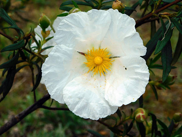 istock white rockrose flower in the forest 2214230011