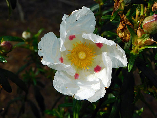 istock white rockrose flower in the forest 2214230017