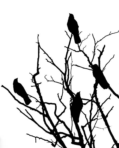 istock Black silhouettes of four birds perching on tree branches 2214230026