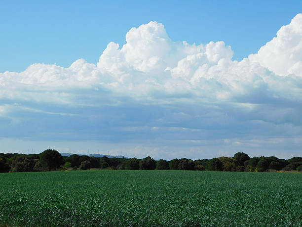 Expansive green agricultural fields stretch under a bright blue sky, dotted with large, fluffy cumulus clouds. In the background, rolling hills are visible with patches of yellow fields, possibly rapeseed. Scattered bushes and trees line the horizon, adding texture to the landscape. The sunlight enhances the vibrant colors of the fields and the sky, creating a peaceful pastoral scene.