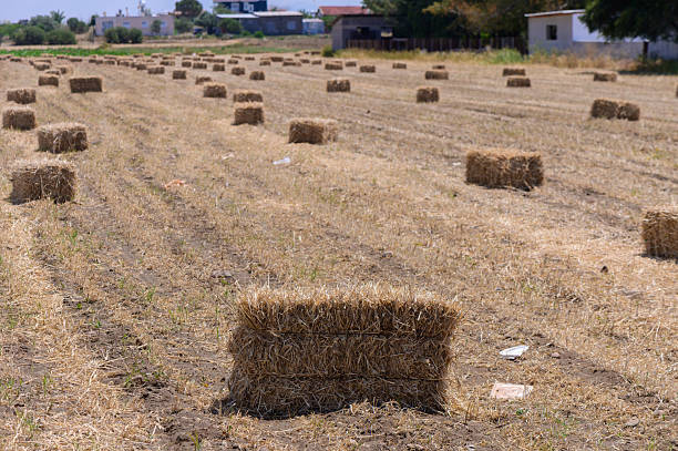 istock Packed Hay Bales in Field 2214231001