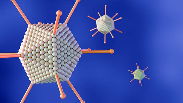 A 3d rendering of adenovirus, highlighting its key structural components essential for its function and interaction with host cells.