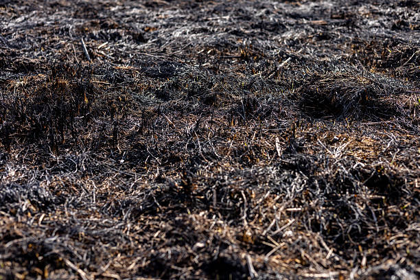 istock A desolate area with charred earth and remnants of vegetation after a wildfire swept through, showcasing the devastation left behind 2214233994