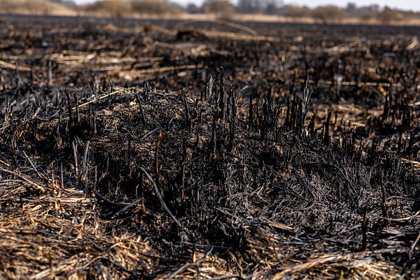 istock Charred ground displays burnt vegetation remnants in a rural setting, following a controlled fire conducted in the early spring season 2214234008