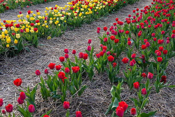 Bright red, yellow, and pink tulips create beautiful rows in a spring garden, surrounded by green leaves and straw mulch.