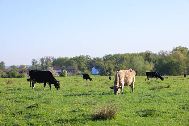 istock Various cows freely graze in a green pasture under a clear blue sky. A peaceful rural idyll with animals against a backdrop of houses and forest. 2214235178