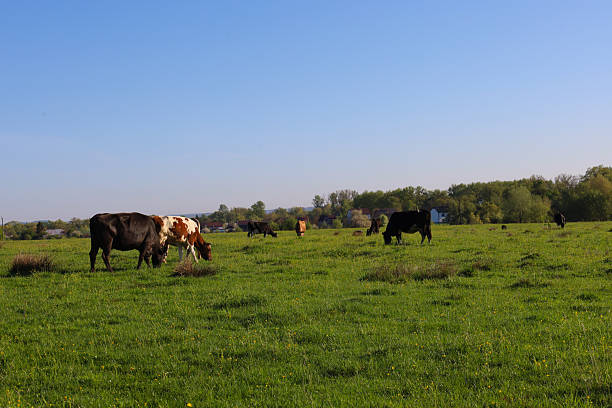 istock Cows graze in a green pasture under a clear blue sky. A peaceful rural scene with animals against a backdrop of trees and sky. 2214235193