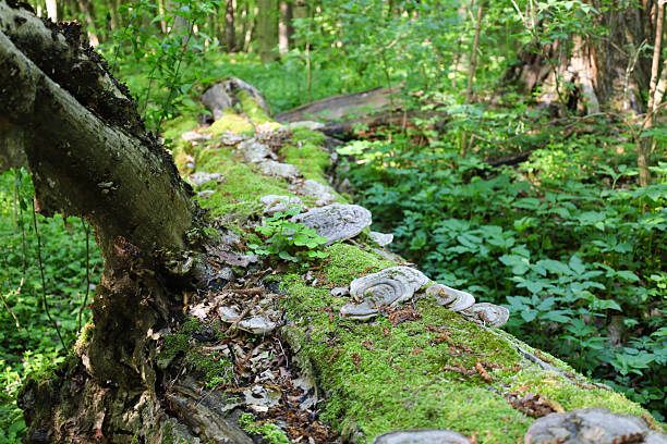 istock A fallen tree covered in bright green moss and bracket fungi, indicating the natural process of decomposition and renewal in the forest. A colorful forest scene. 2214235280