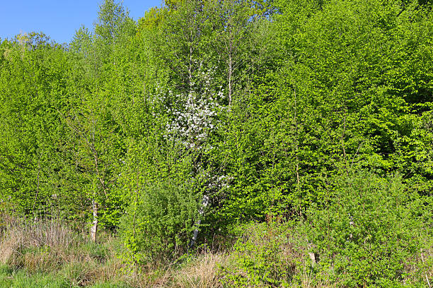 Few white flowers and buds of cherry tree against blue sky in April