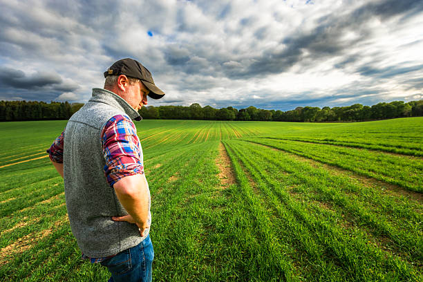 istock Worried farmer with hands on hips in barley field 2214235368